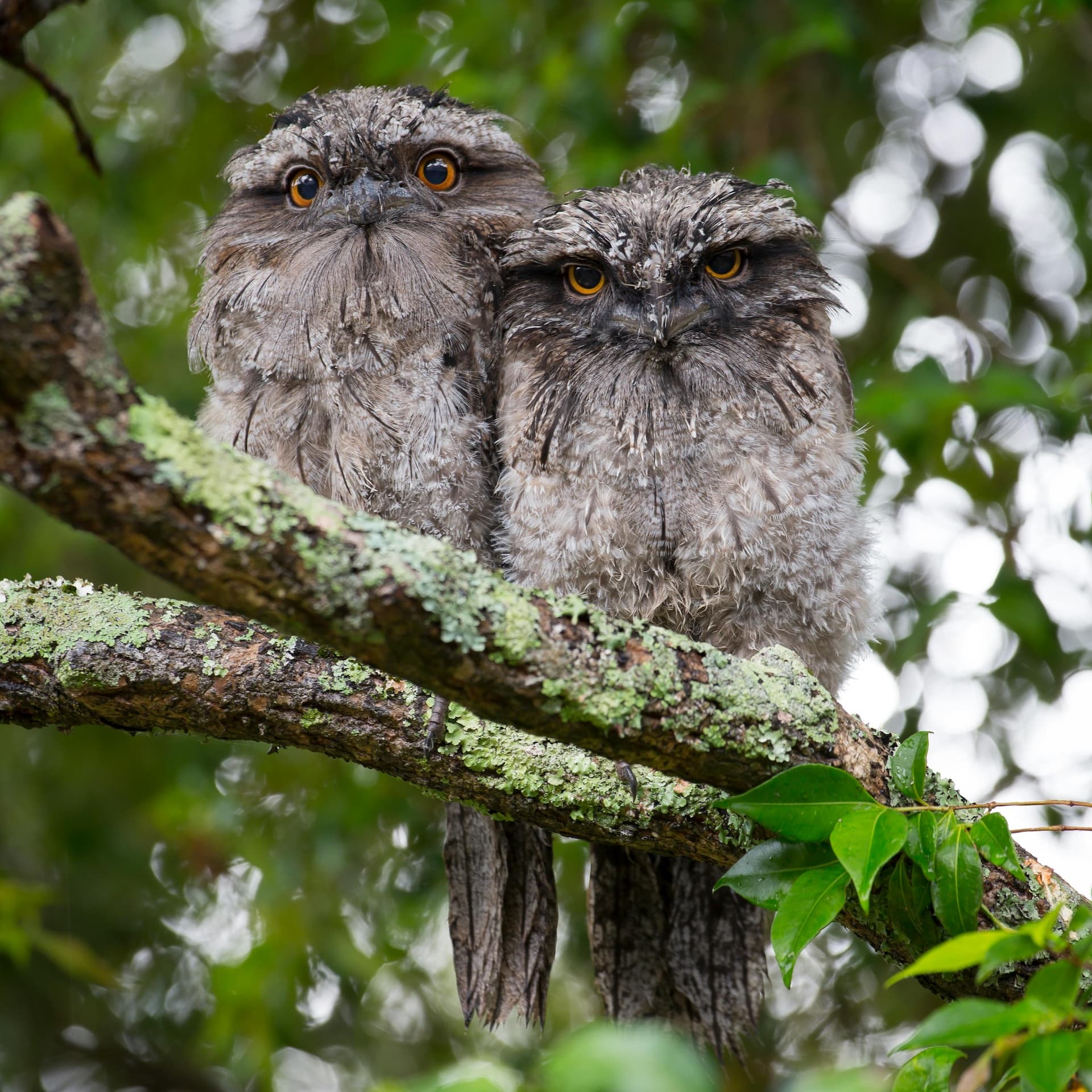A photo of two not quite identical owls