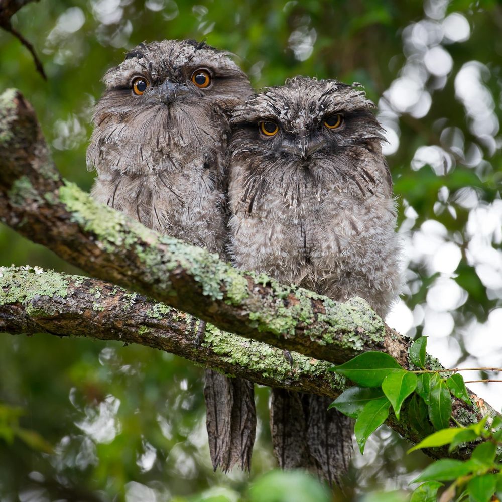 A photo of two not quite identical owls