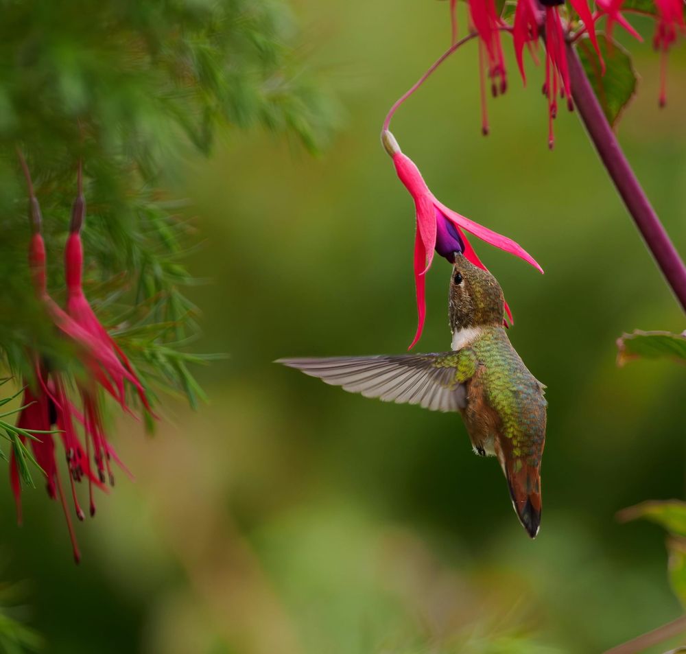 Photo of a hummingbird feeding