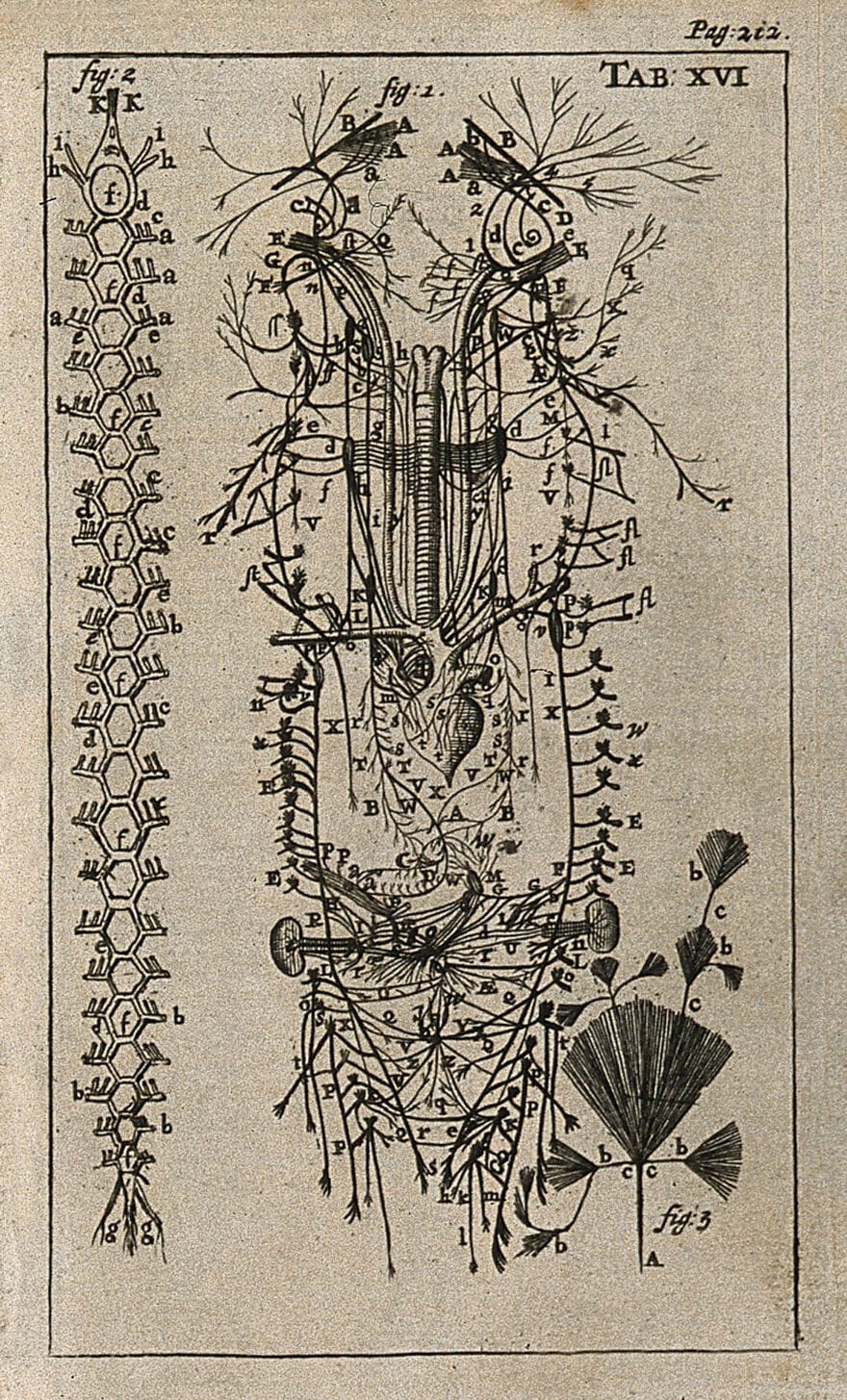 Nervous system engraving