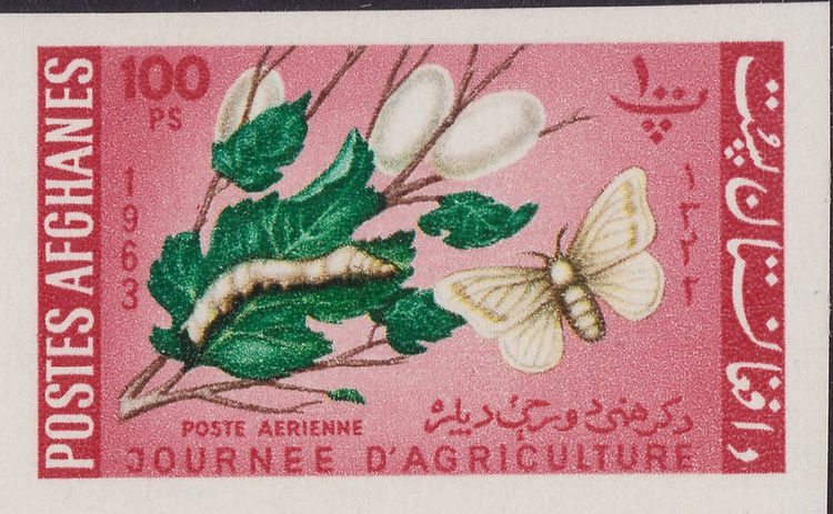 A silkworm moth, eggs and caterpillar