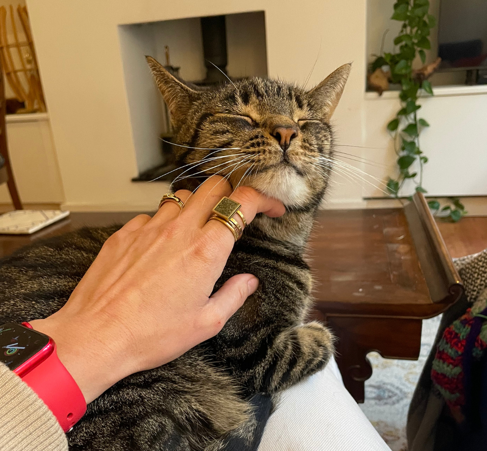 Digby the cat enjoying a chin scratch