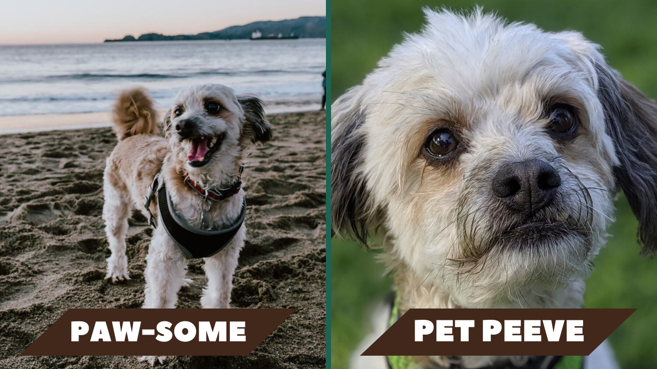 Left: Dog standing on clear beach background; Right: Dog with background blurred in portrait mode