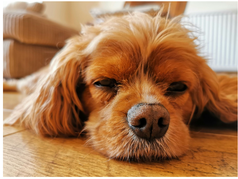 Photograph of tired brown puppy resting on the floor