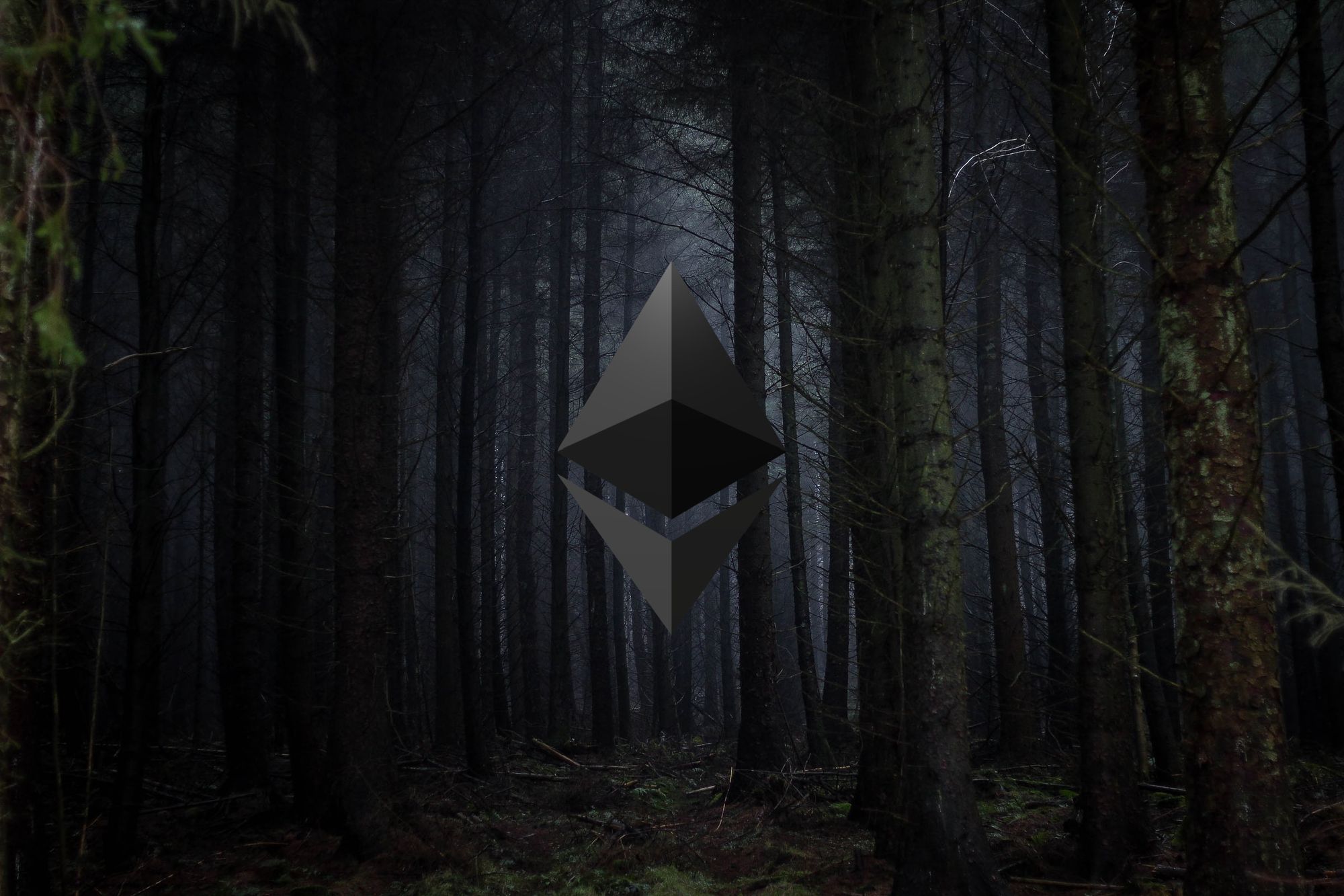 Dark forest image