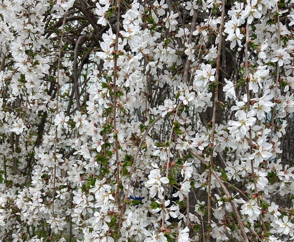 ronnie's space den foreword