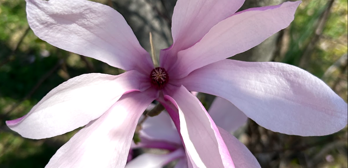 An Artist's Affections