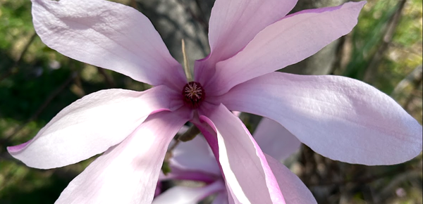 An Artist's Affections