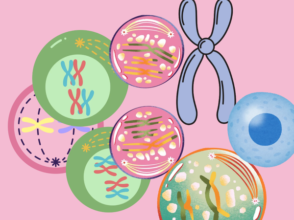 Prophase