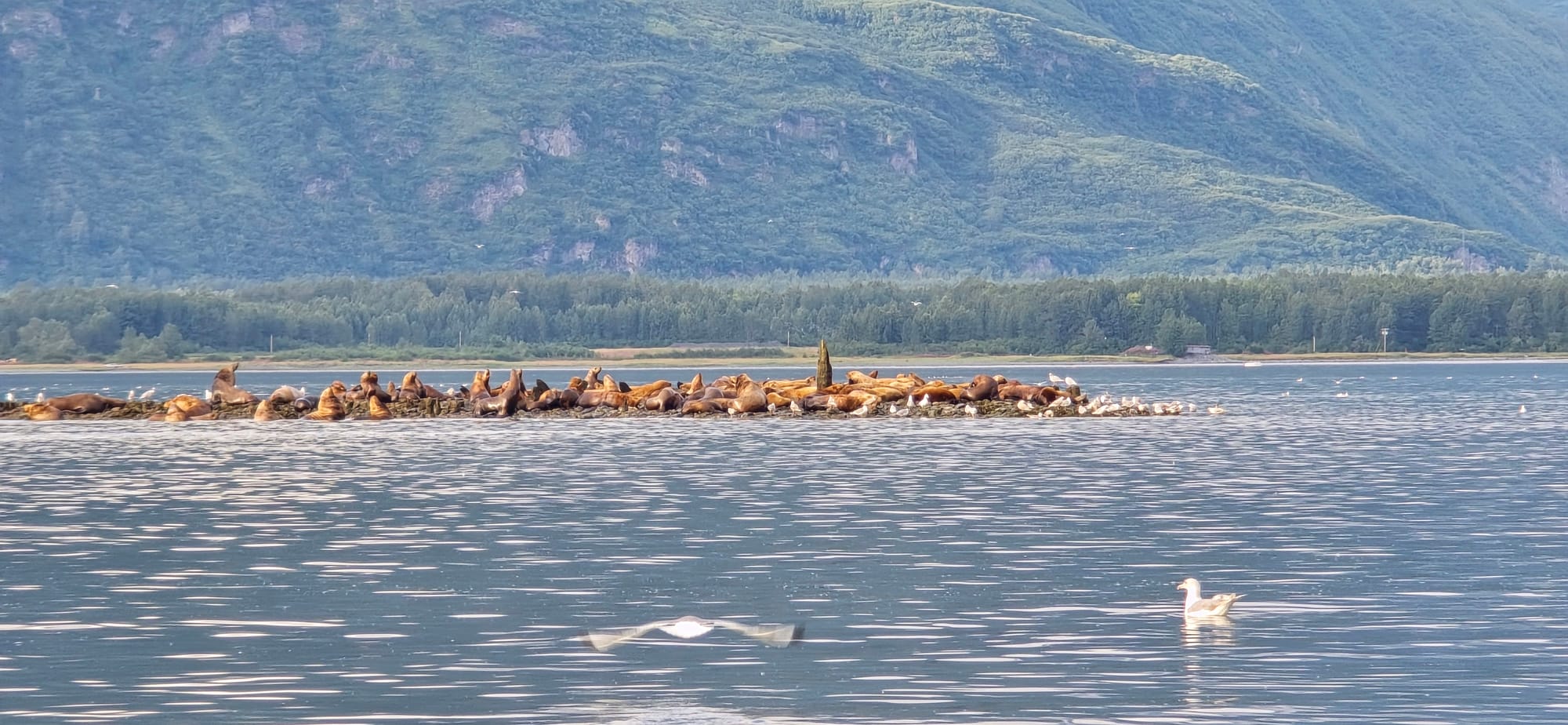 Group of sea lions on rocks in Prince William Sound near Valdez Alaska