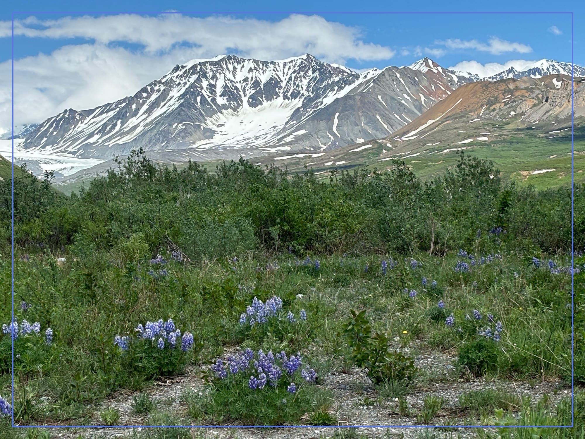 Alaska wildflowers with snow-covered mountains and glacier in the background