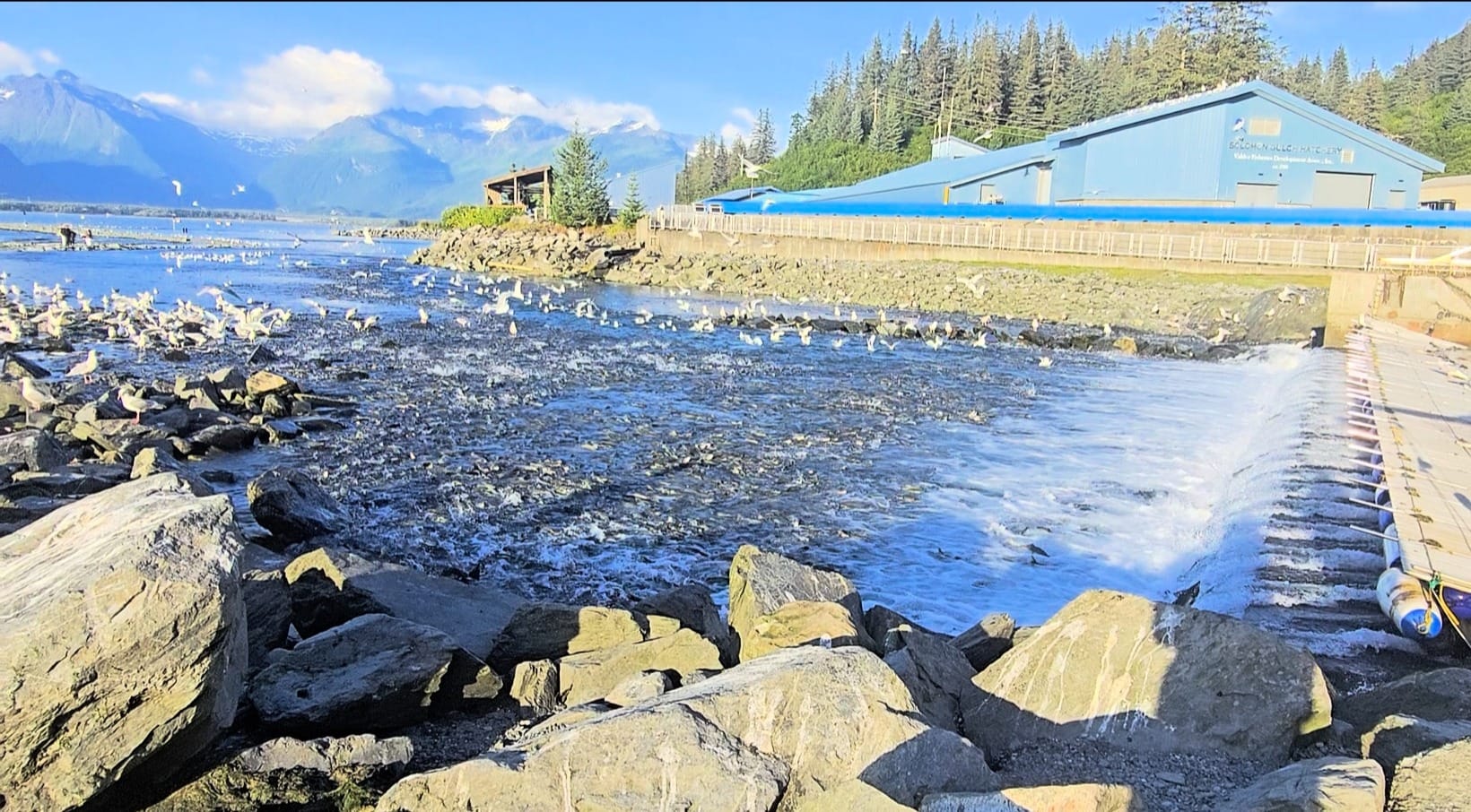 Salmon run at Valdez Fish Hatchery with birds and mountains in Prince William Sound Alaska