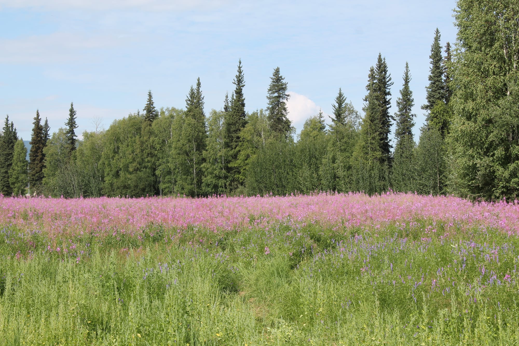 Field of blooming fireweed with spruce and birch trees in Interior Alaska