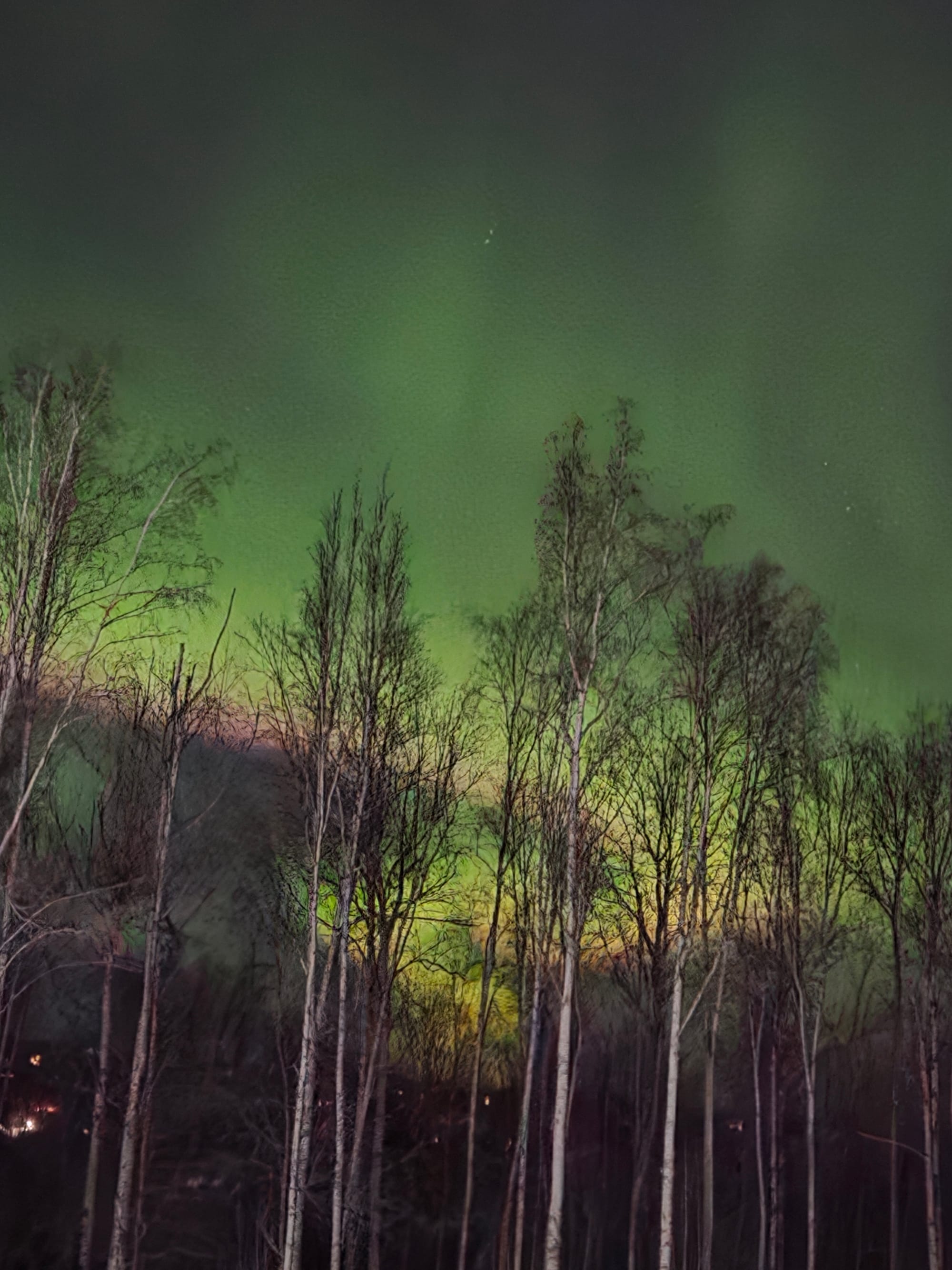 Bright green and red Northern Lights above birch trees in Interior Alaska