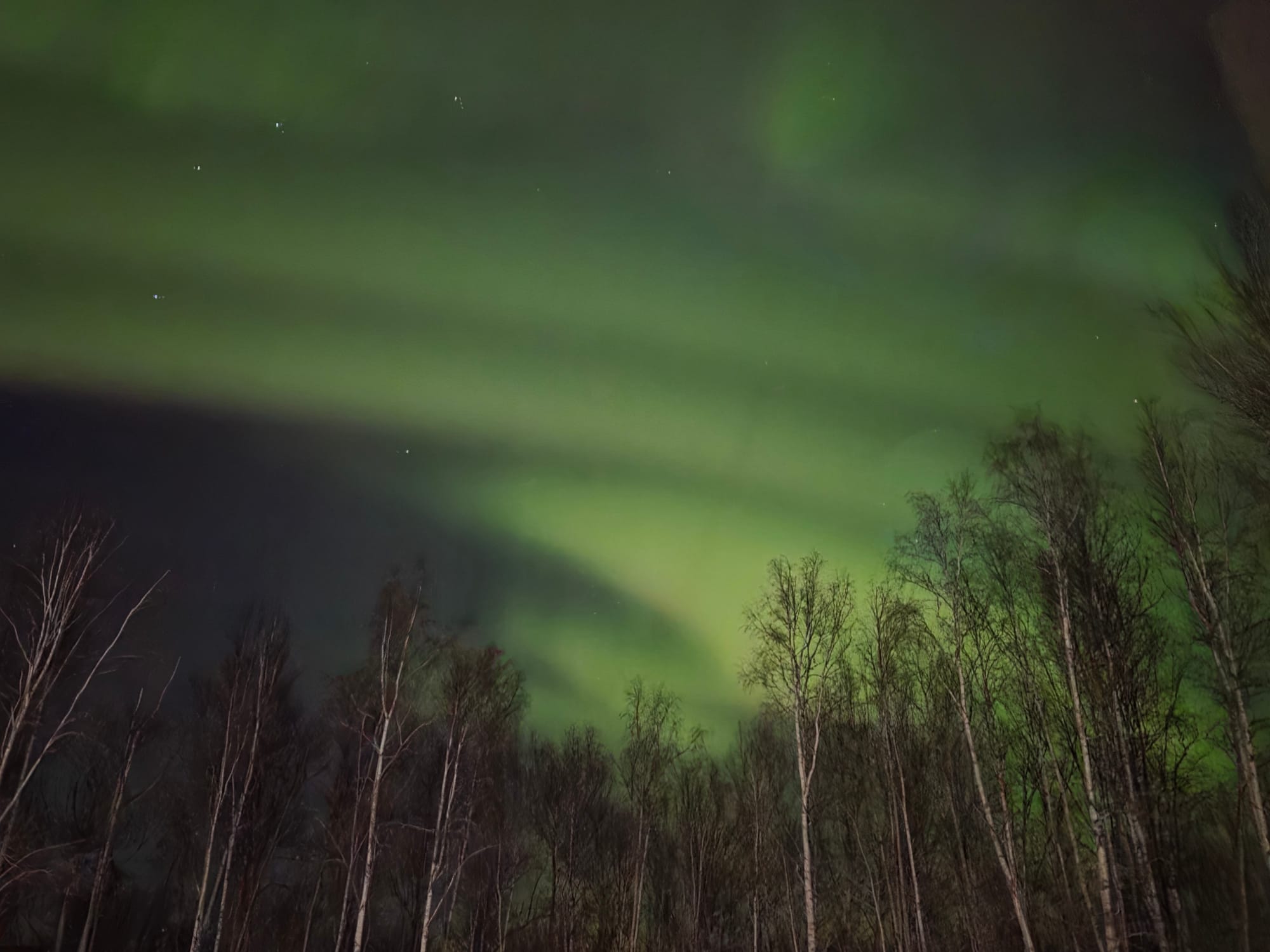 Northern lights over birch trees near Fairbanks Alaska on a clear winter night