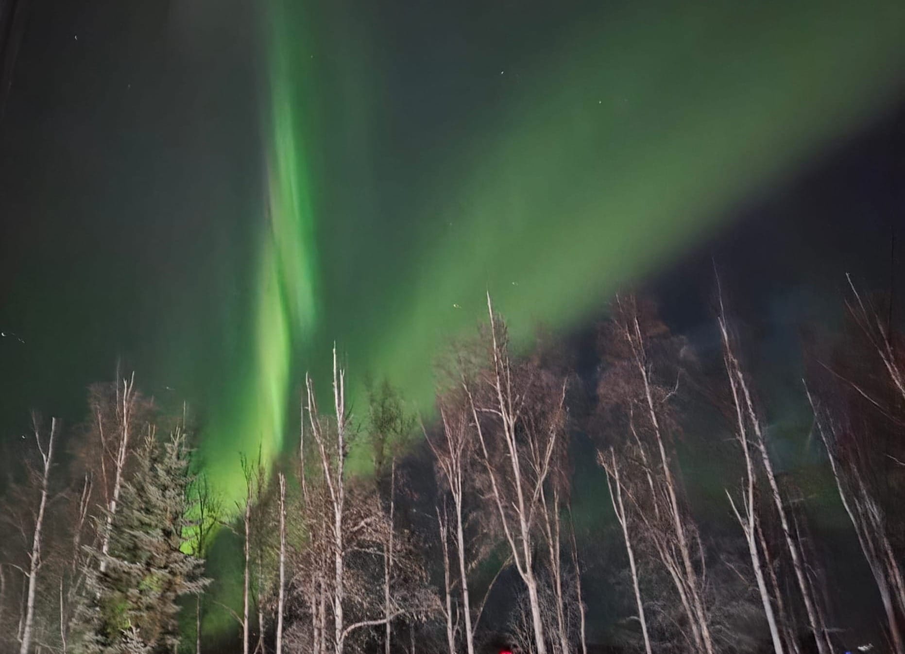 Green aurora borealis in two bands over birch trees in Fairbanks Alaska