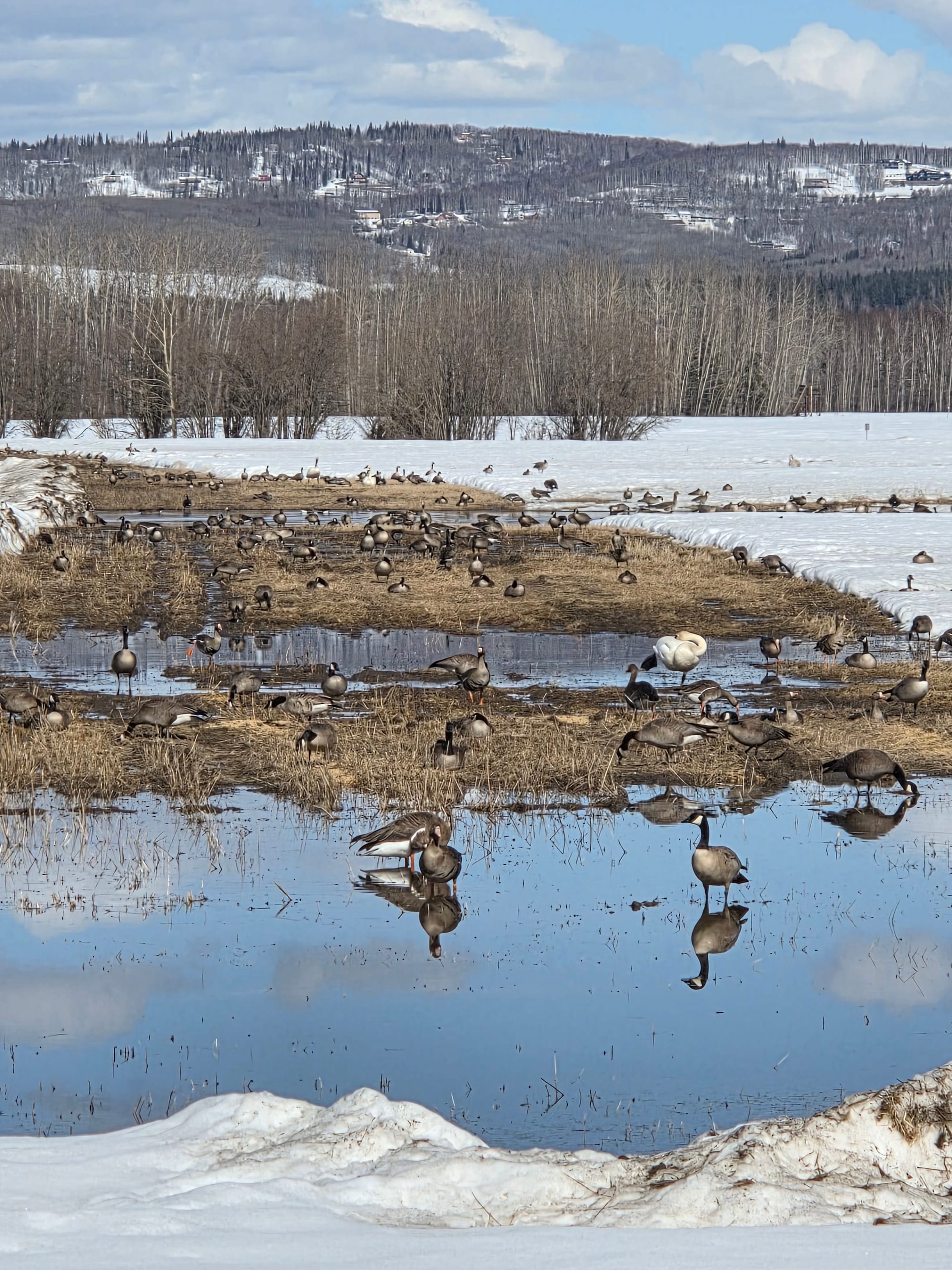 Canada geese feeding and resting in shallow meltwater at Creamer’s Field in Fairbanks, Alaska during spring migration
