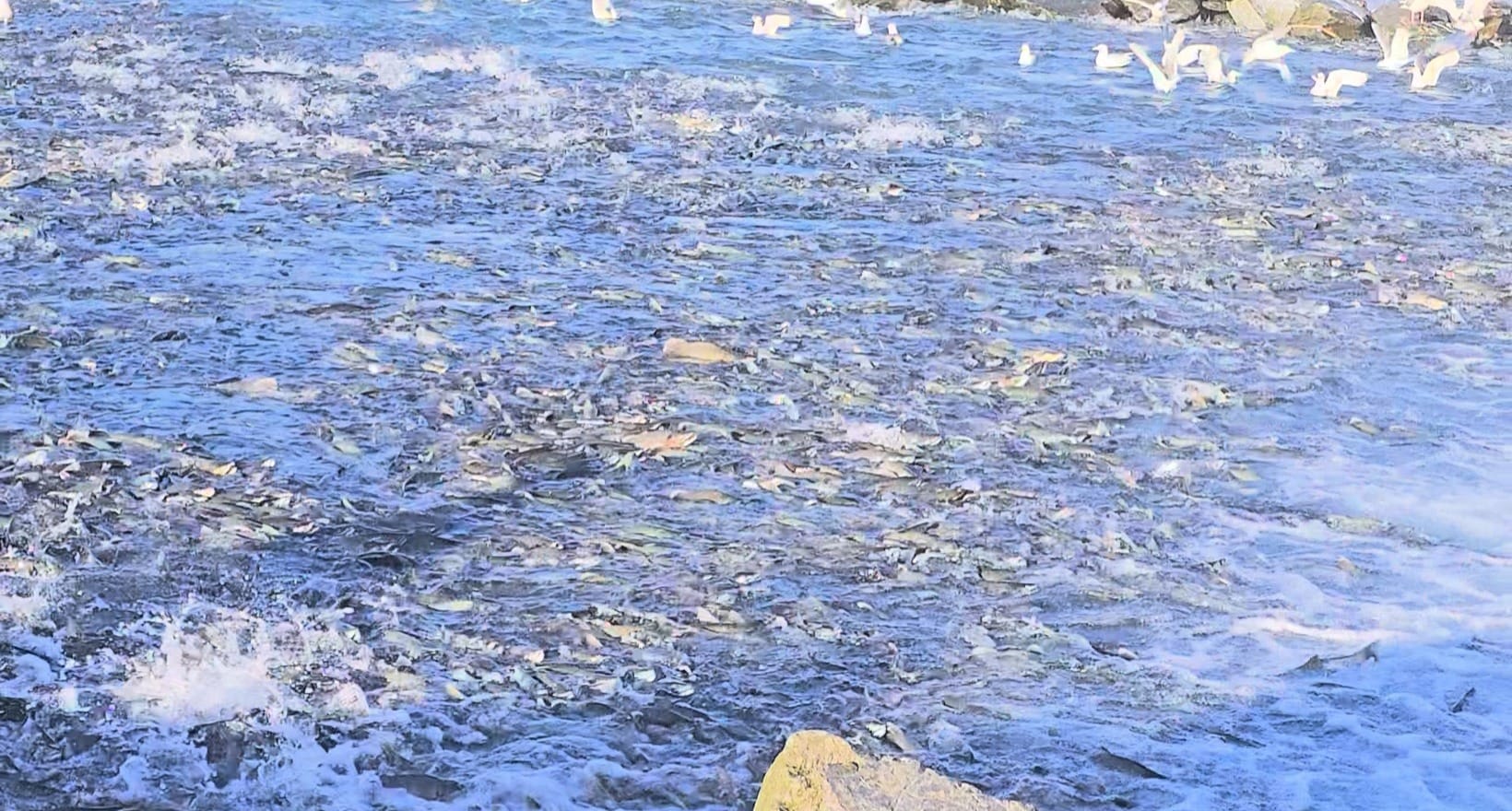 Dense salmon run at Valdez Fish Hatchery with fish filling the water in Alaska 