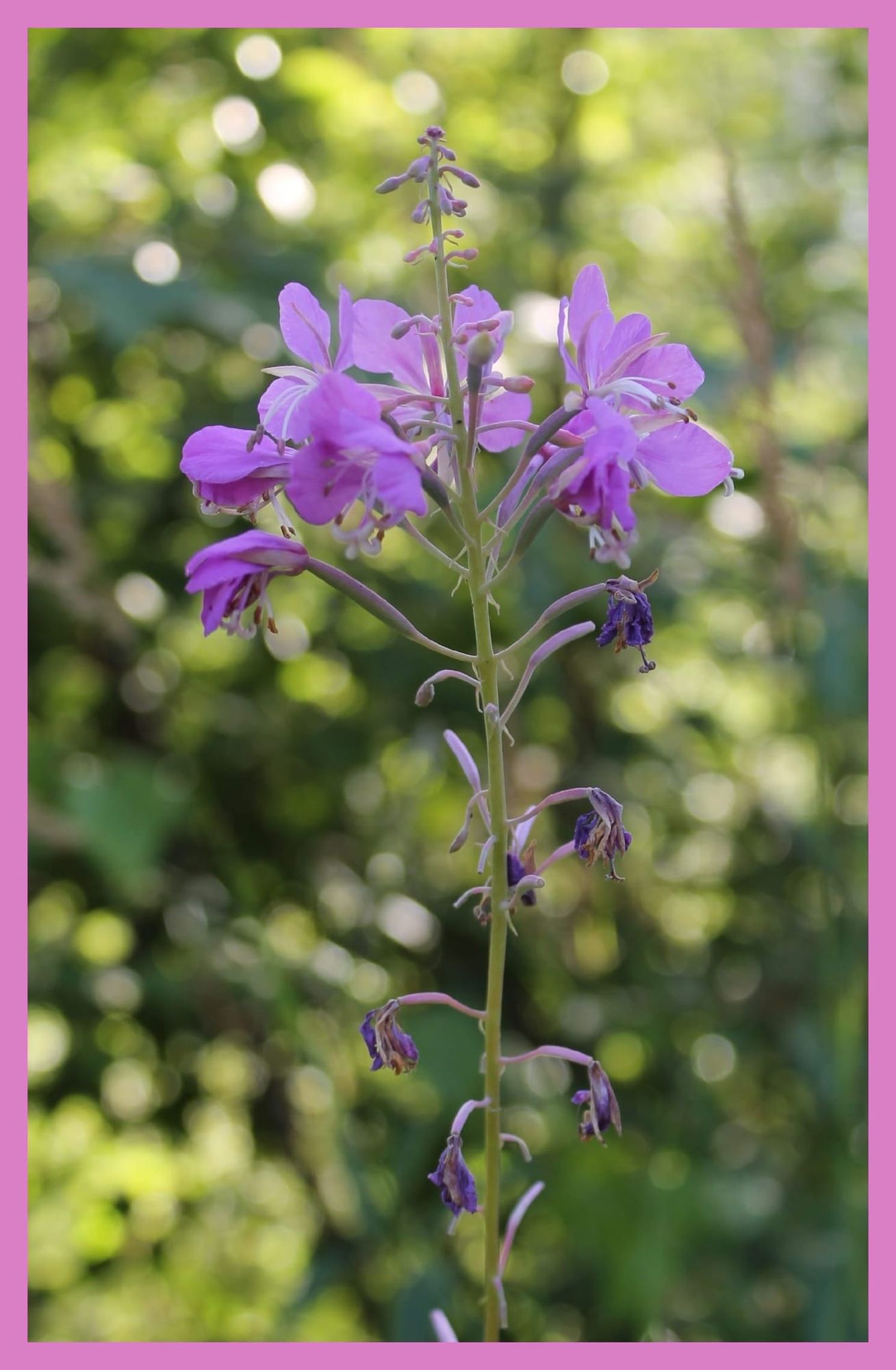 Purple fireweed flowers blooming during summer in Alaska