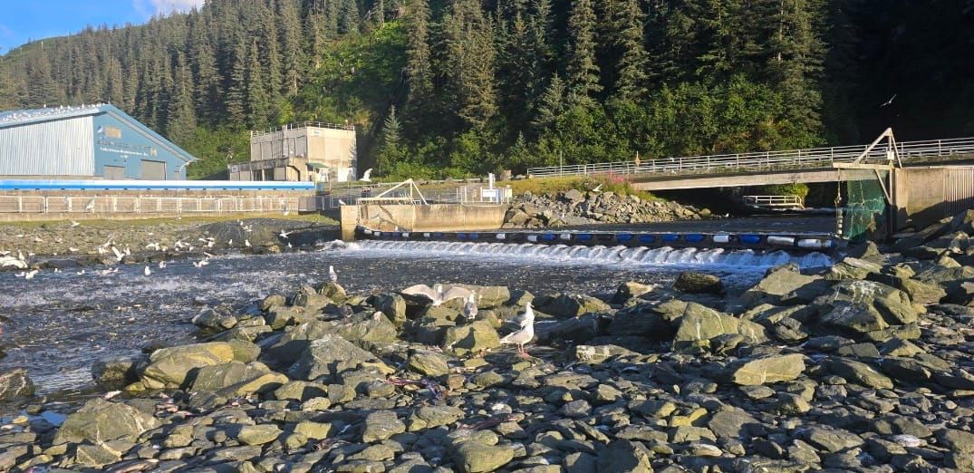 Salmon run at Allison Point in Valdez Alaska with sea lions and wildlife feeding along the shoreline