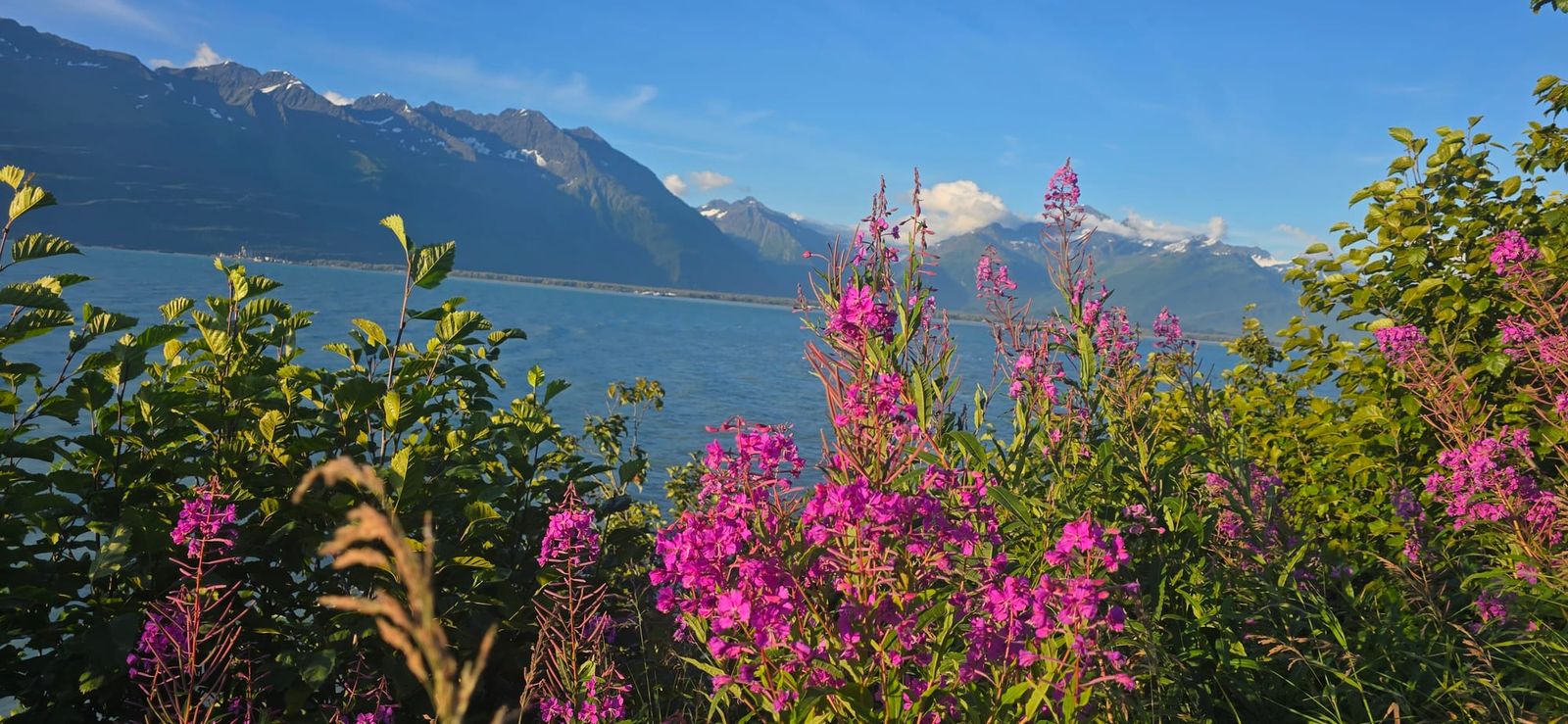 Fireweed blooming in Alaska with flowers climbing the stalk, known as the summer clock marking the season
