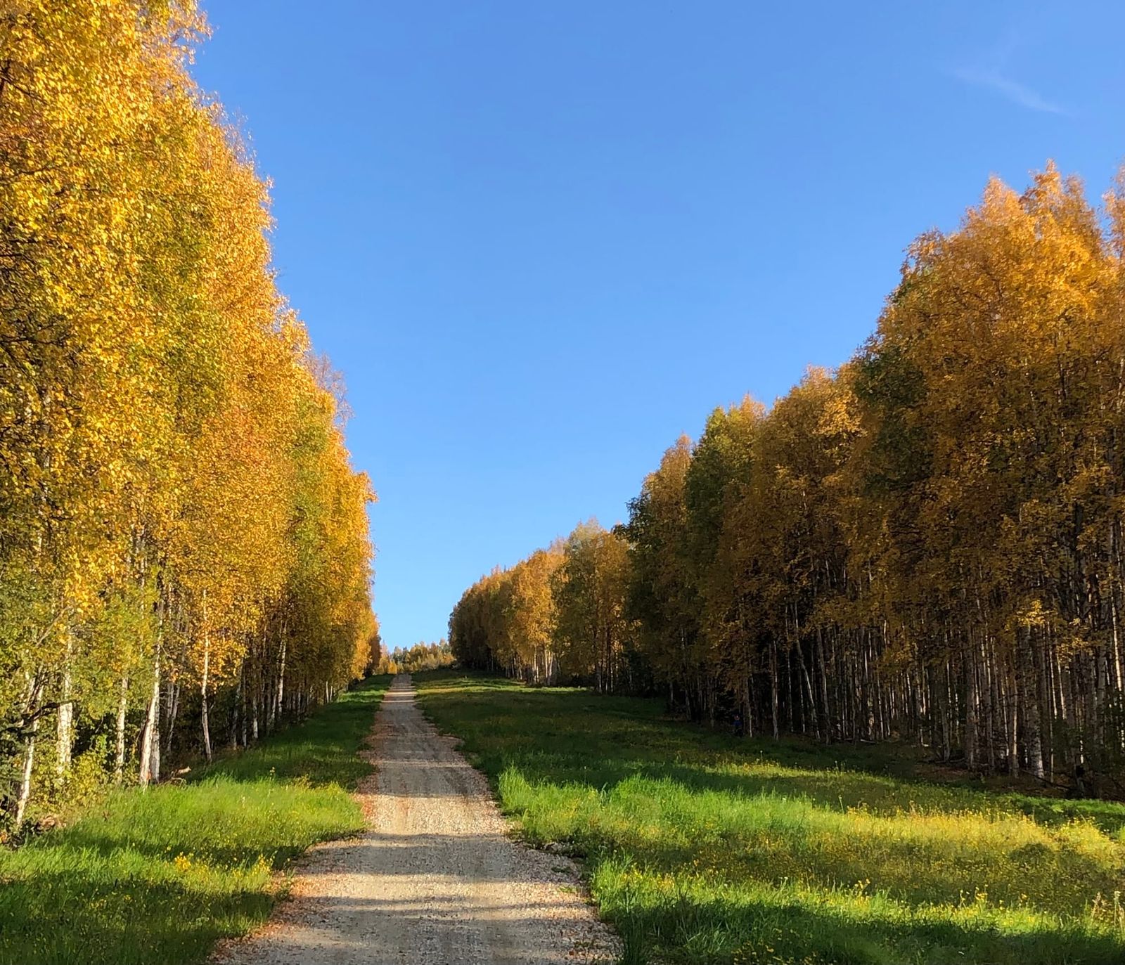 Fall colors along a gravel road lined with birch trees in Interior Alaska