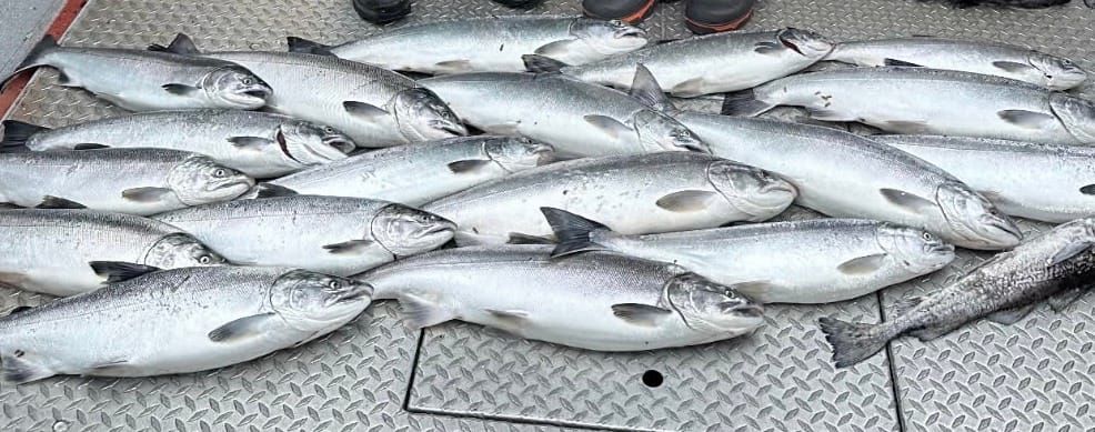 Freshly caught salmon laid out during peak Alaska salmon run