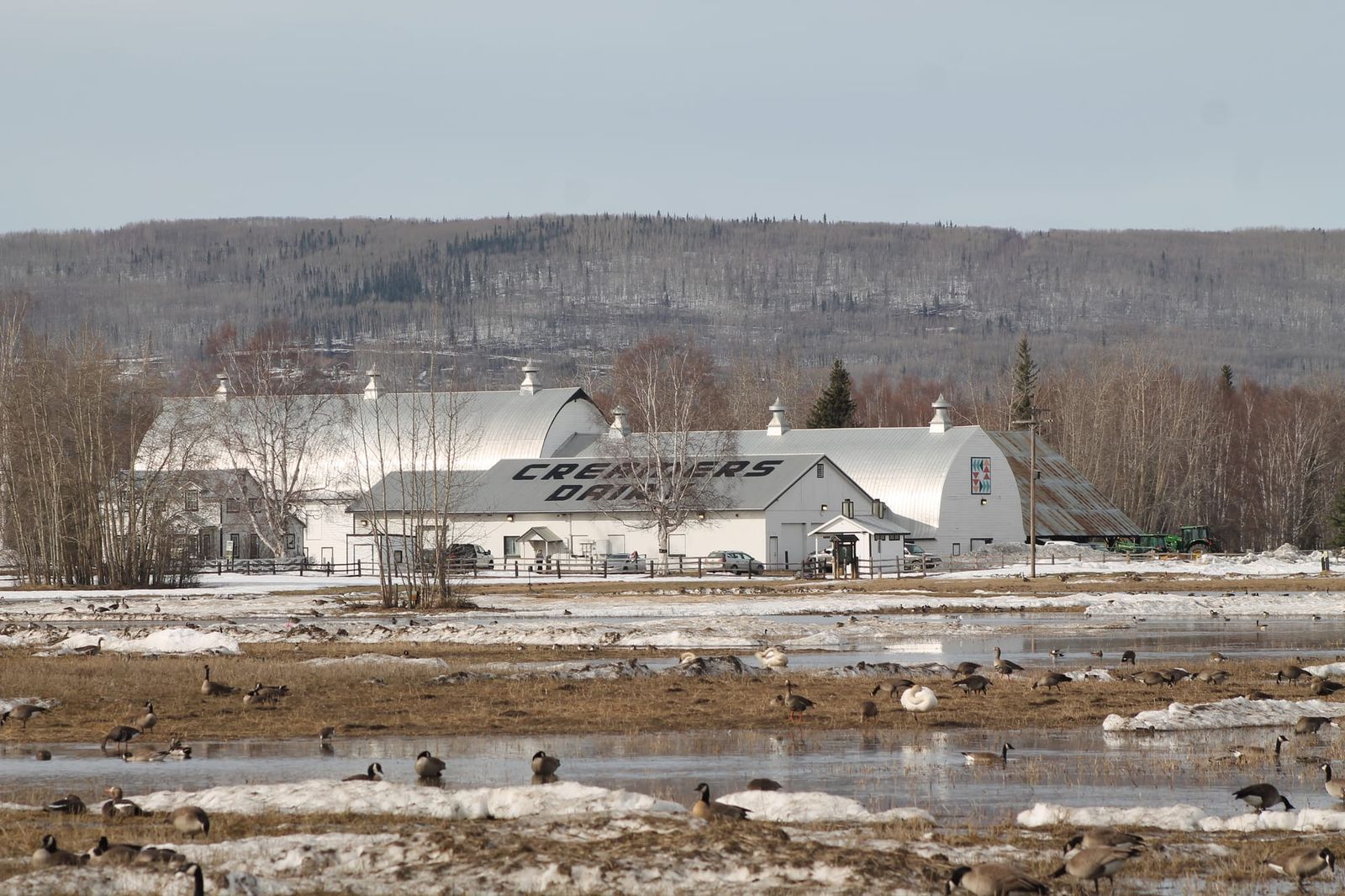 Canada geese at Creamer’s Field spring migration in Fairbanks Alaska with melting snow and historic dairy barn