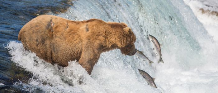best time to cruise alaska