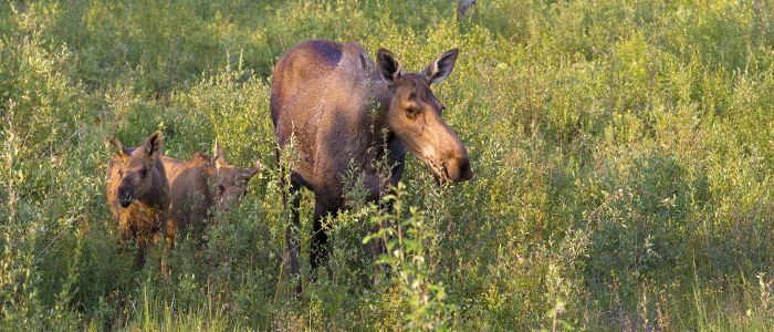 best time to cruise alaska