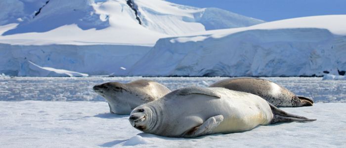 best destinations for wildlife