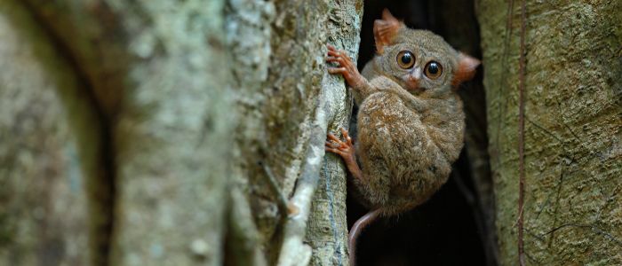 best destinations for wildlife