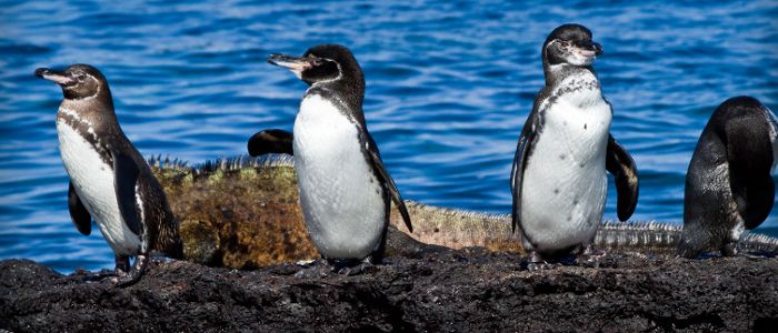 best destinations for wildlife