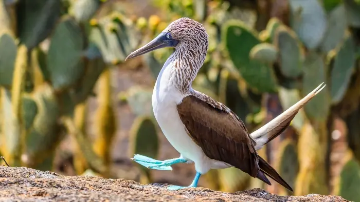 Best time to cruise Galapagos Islands