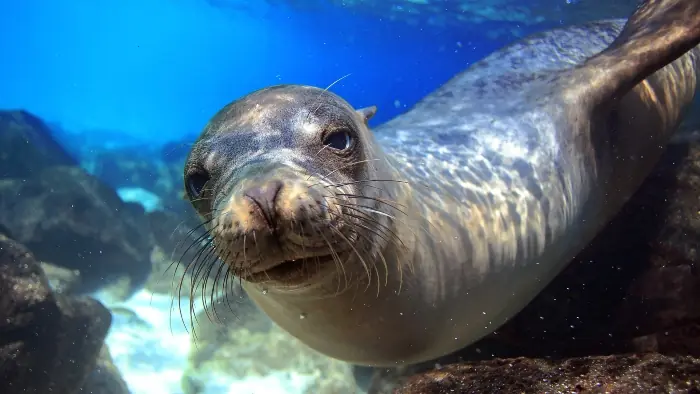 Galapagos Islands Sea Lion