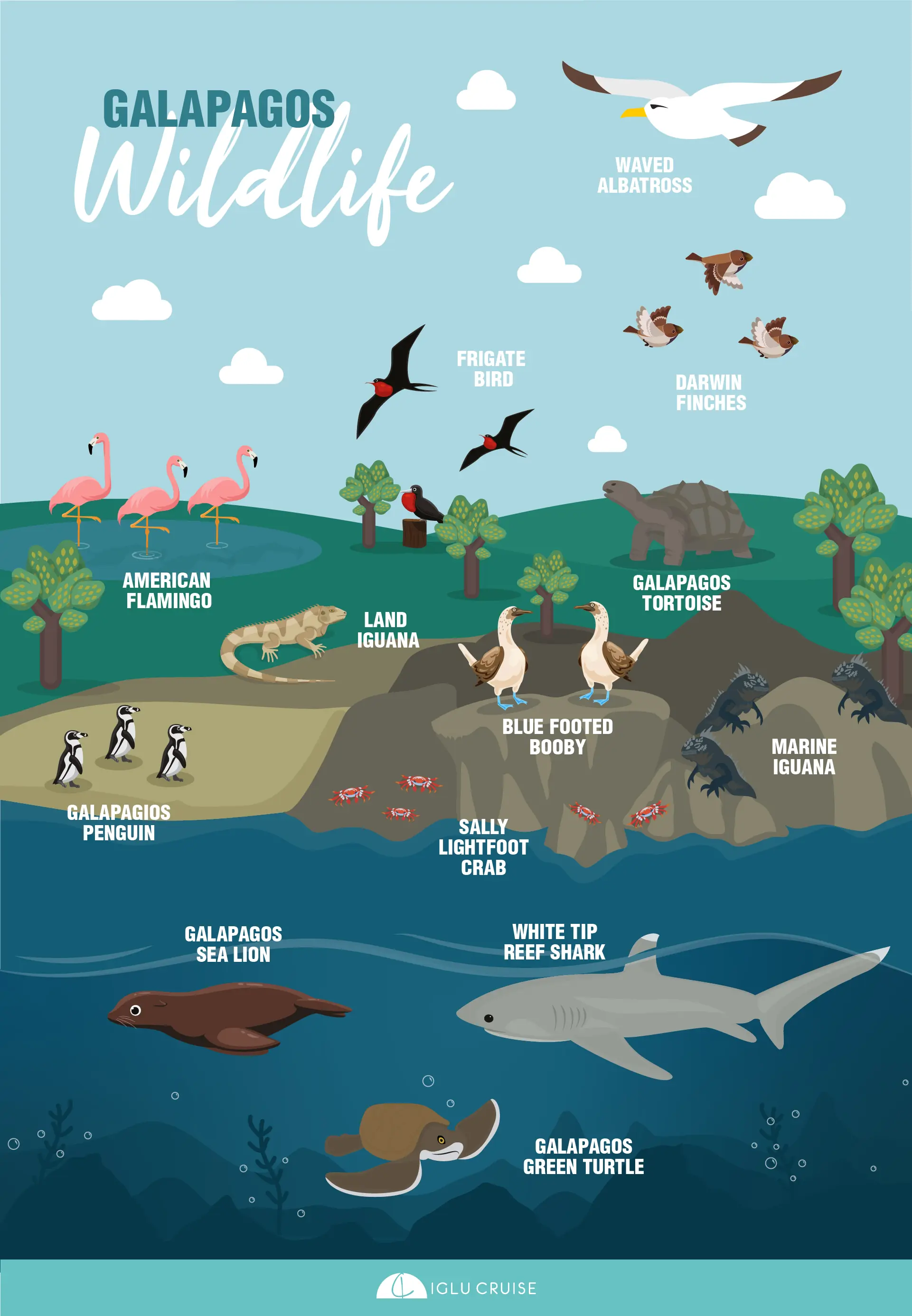 Galapagos Islands wildlife