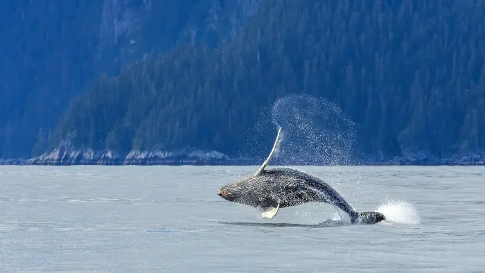 alaska whale watching cruise