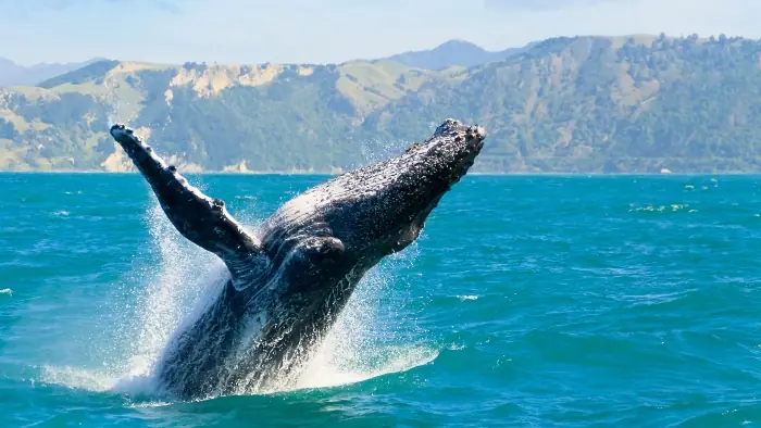 azores whale watching cruise