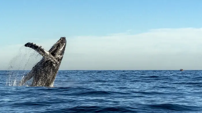 california whale watching cruise