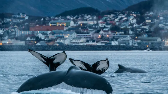 norway whale watching cruise