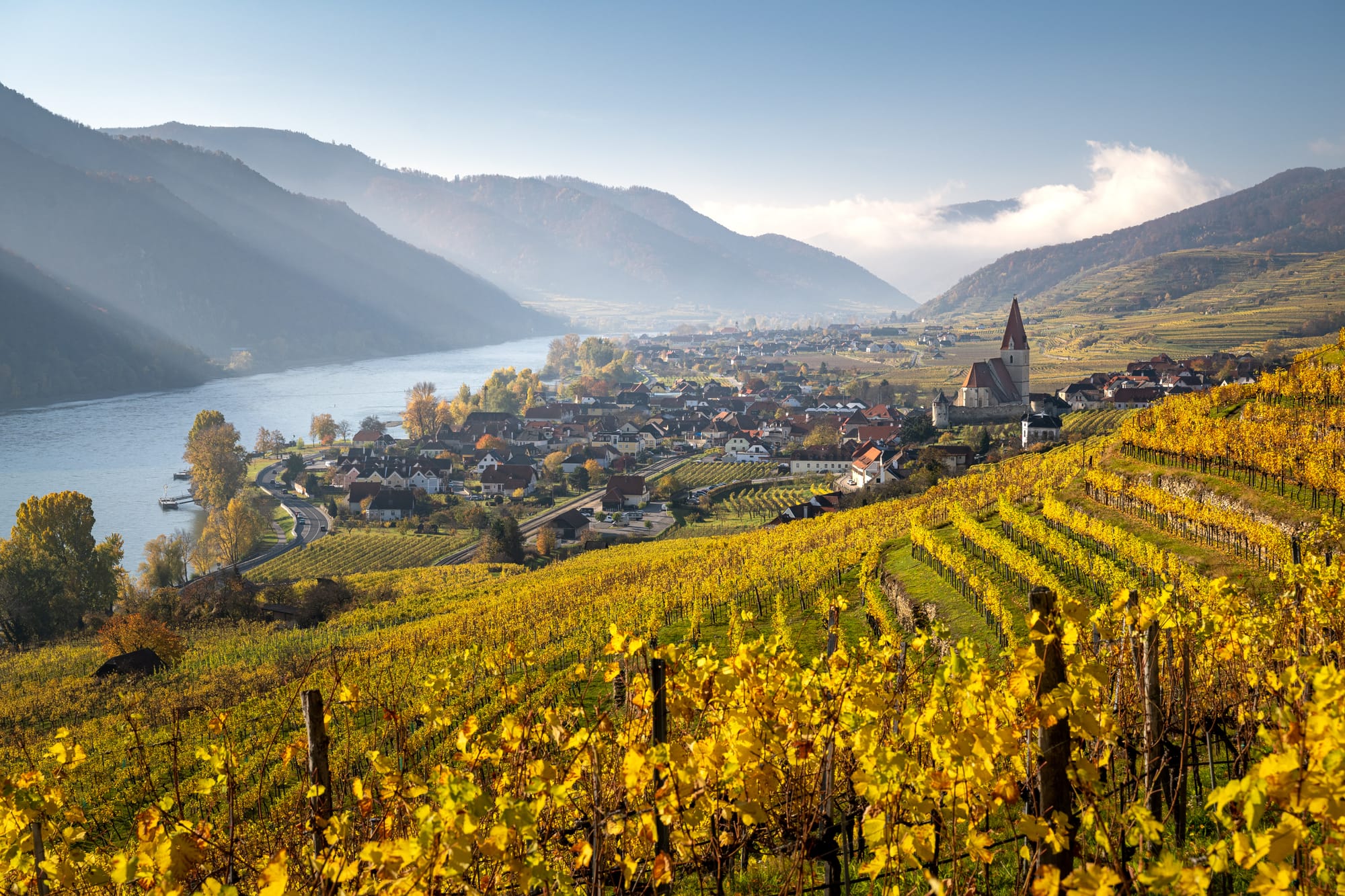 A yellow vineyard overlooking a riverside town in autumn