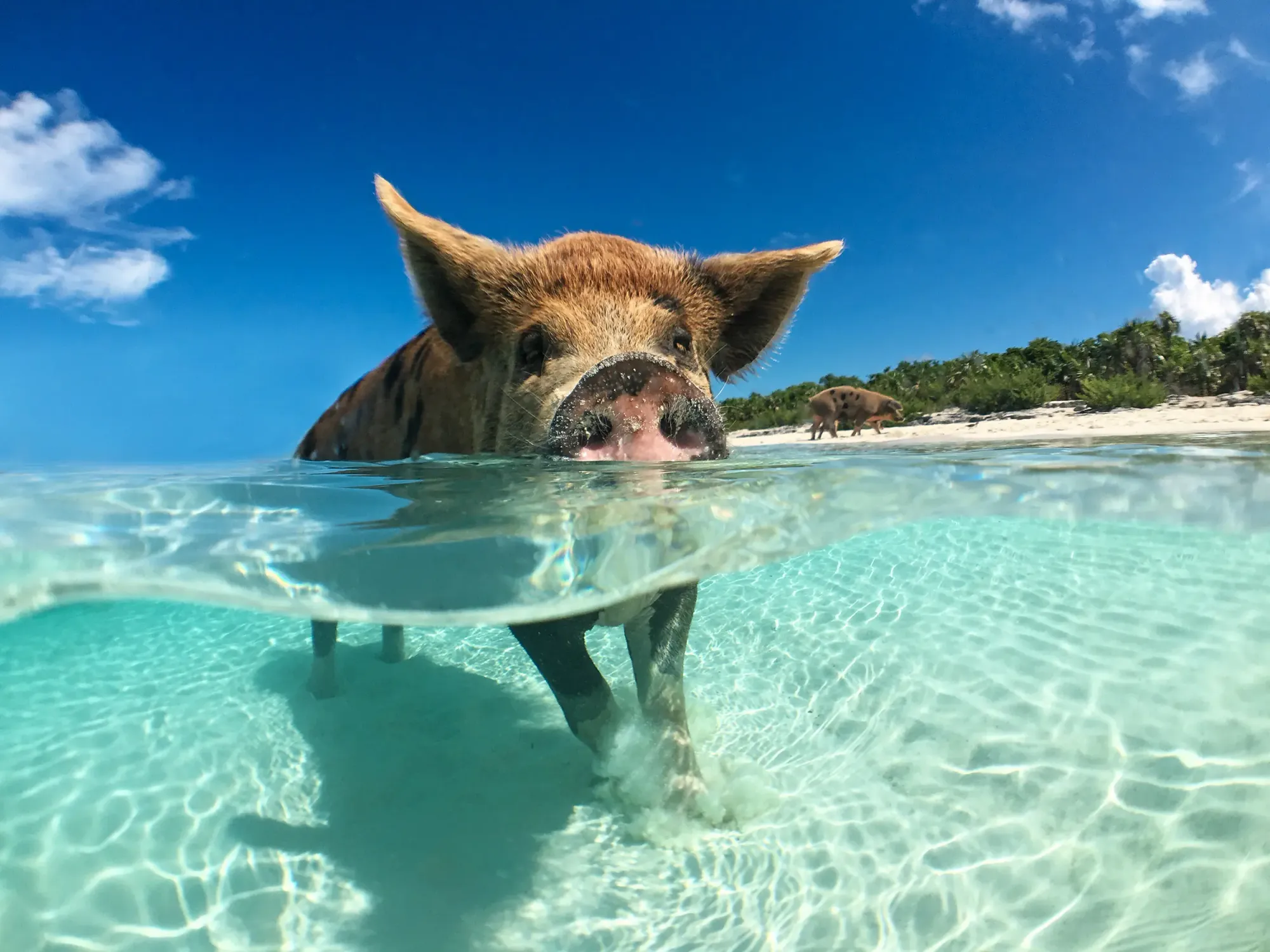 Swimming pig in The Bahamas