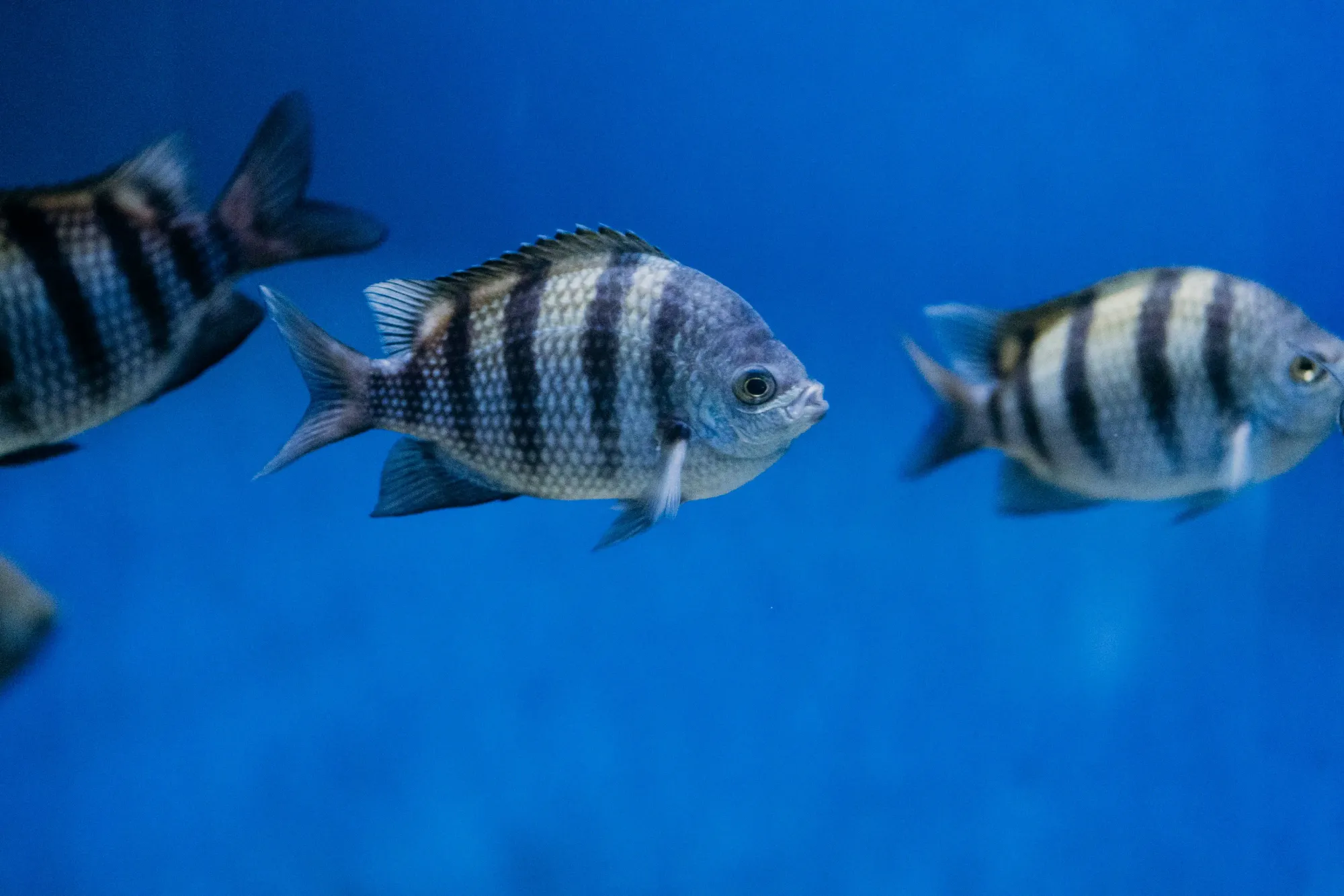 Acuario Michin Guadalajara