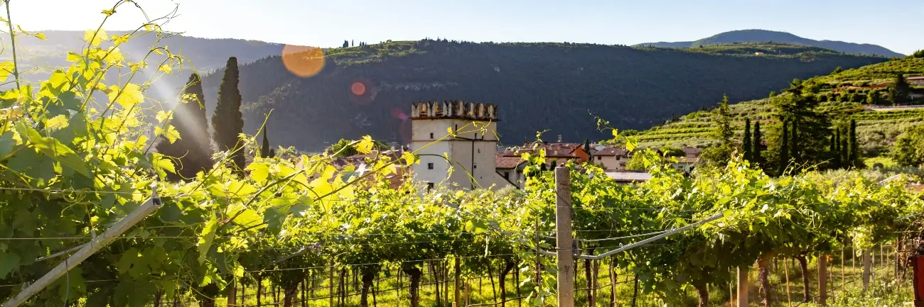 The top 10 vineyards in Europe