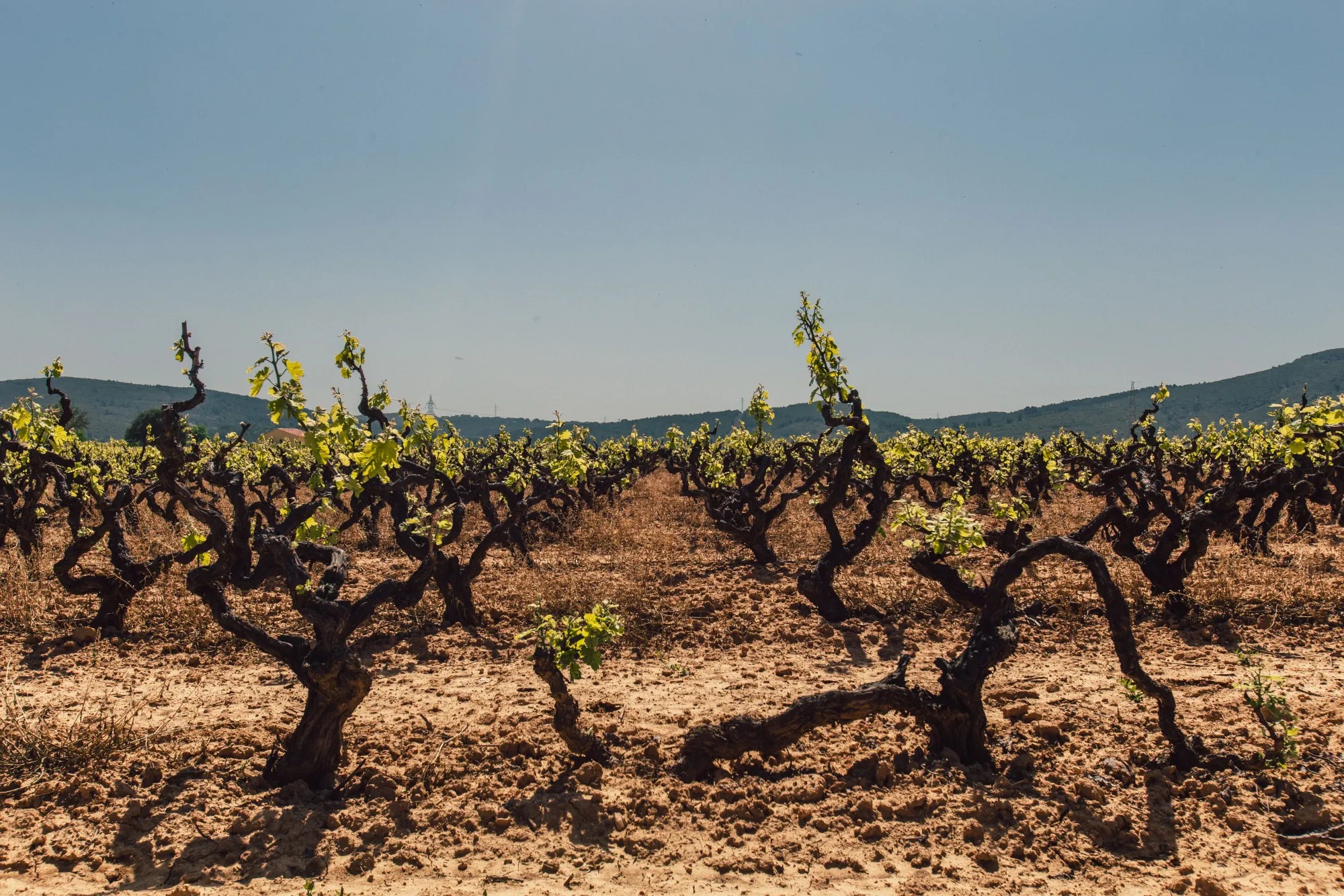 Spanish vineyards