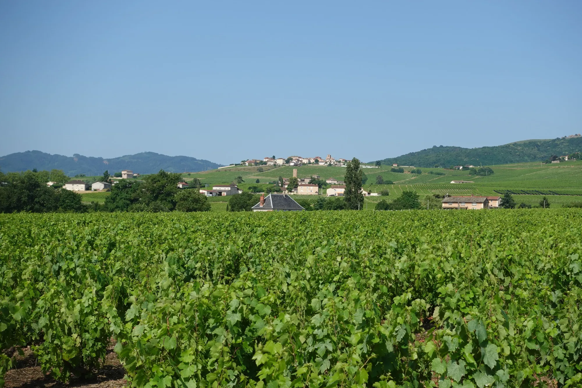 Champagne region