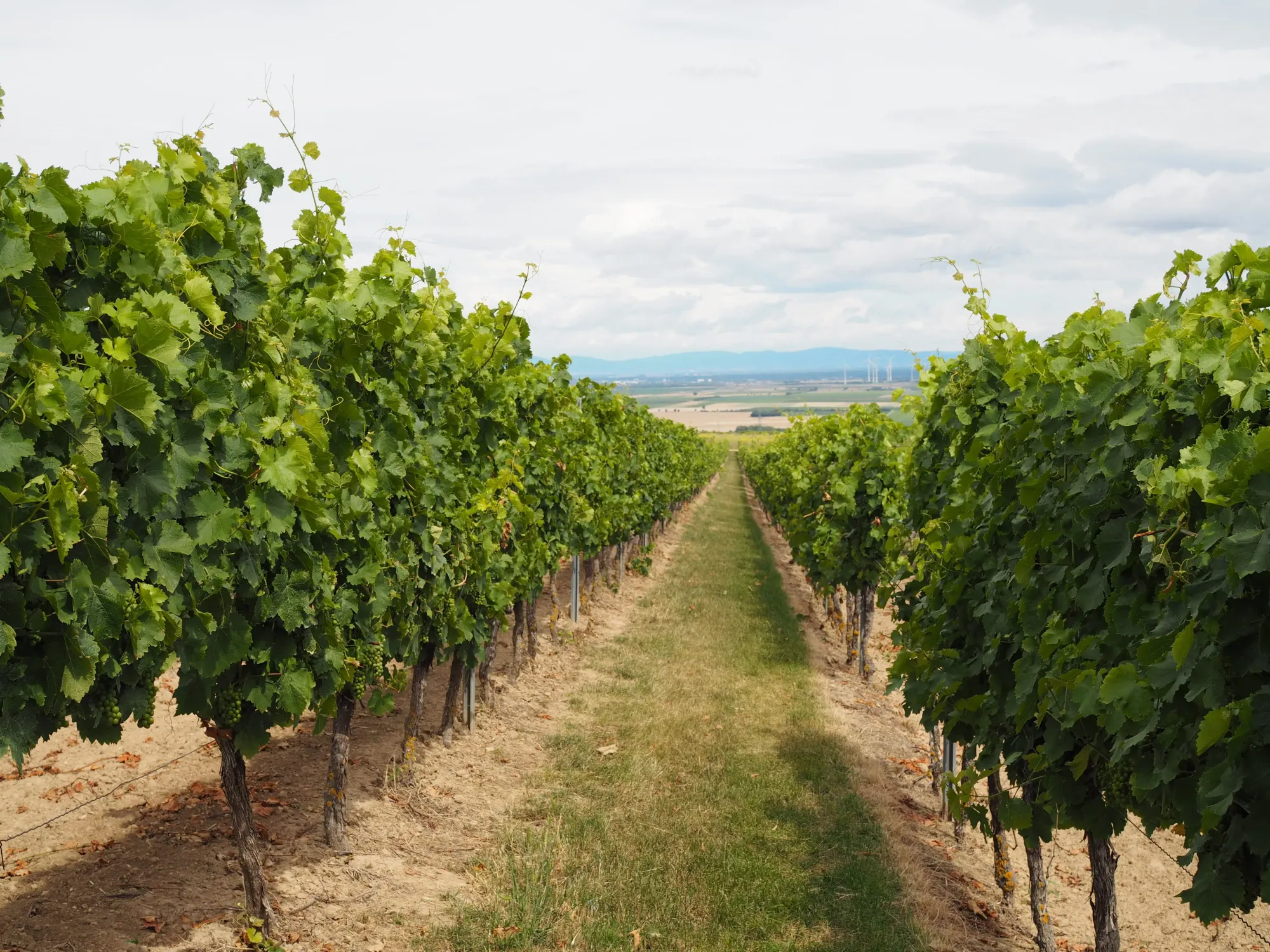 Hungarian vineyard