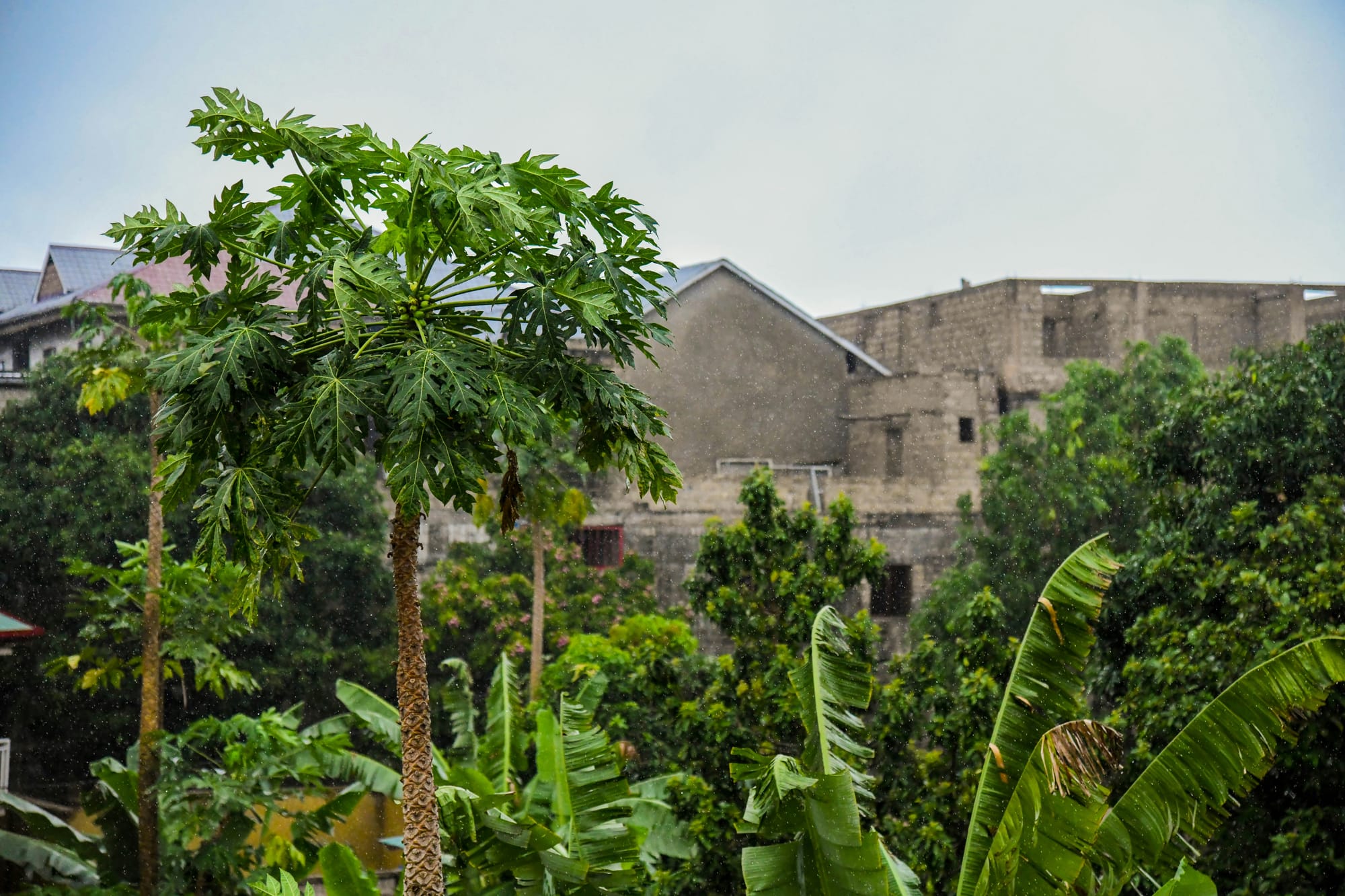 The Democratic Republic of the Congo