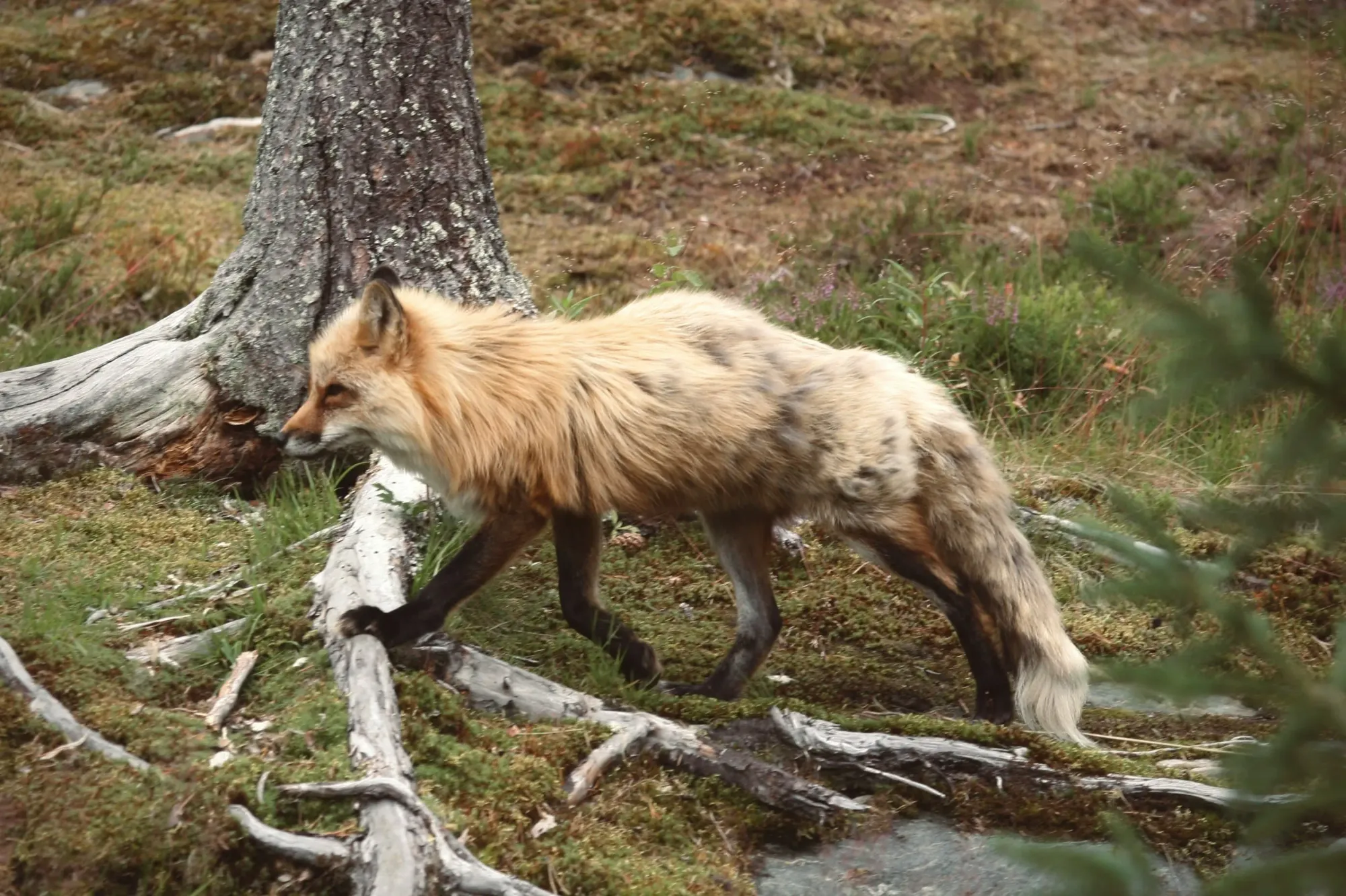  Wildlife on land in Norway