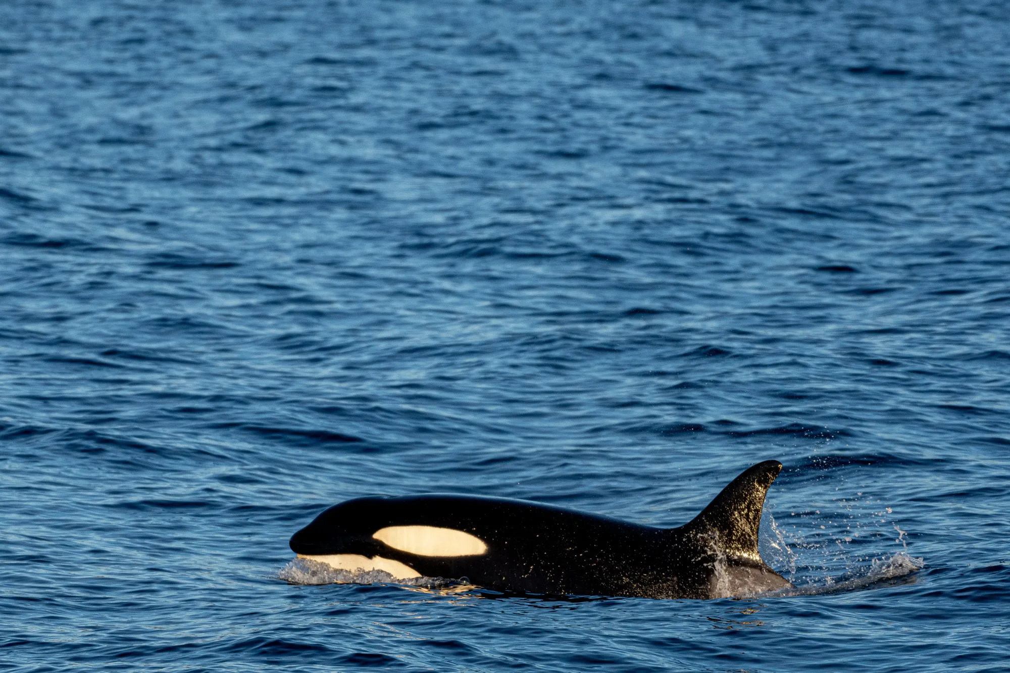 Marine life in Norway